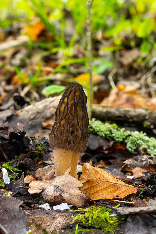 smrčok kužeľovitý Morchella conica Pers.