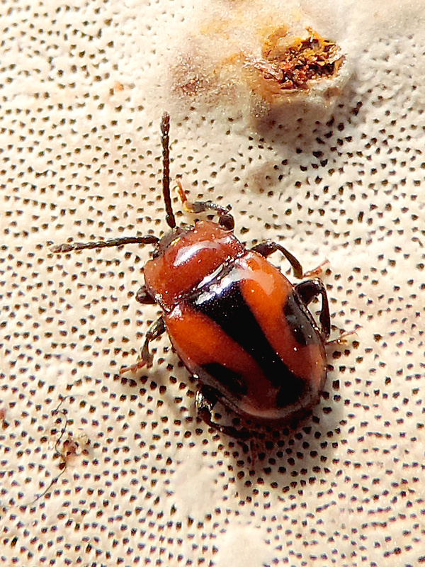 kôrovník / pýchavkovník Mycetina cruciata Schaller, 1783
