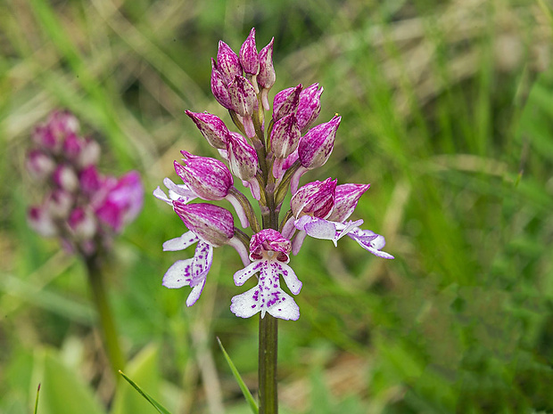 vstavač Orchis × hybrida (Lindl.) Boenn. ex Rchb.