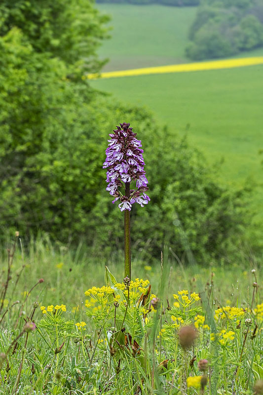 vstavač purpurový Orchis purpurea Huds.