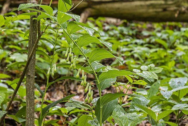 kokorík mnohokvetý Polygonatum multiflorum (L.) All.