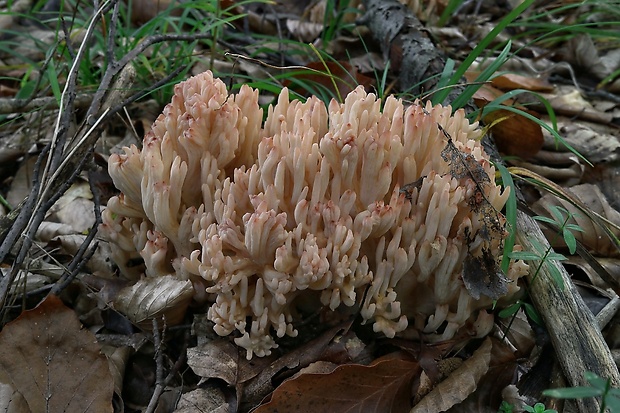 strapačka Ramaria sp.