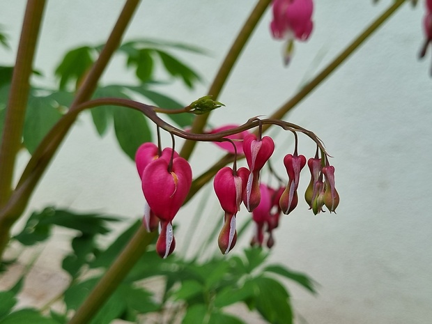 srdcovka nádherná Dicentra spectabilis (L.) Lem.