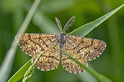 piadivka vresová - samec