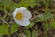 veternica lesná