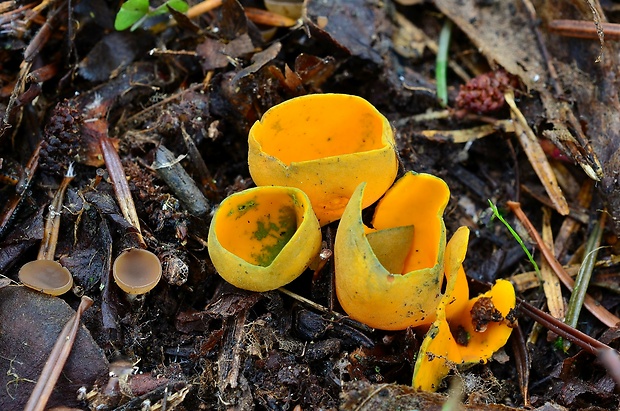 pohárovka ohnivá Caloscypha fulgens (Pers.) Boud.