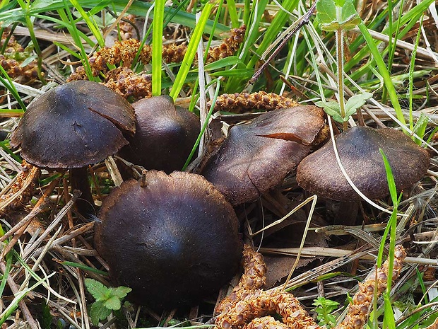 pavučinovec včasný Cortinarius vernus H. Lindstr. & Melot