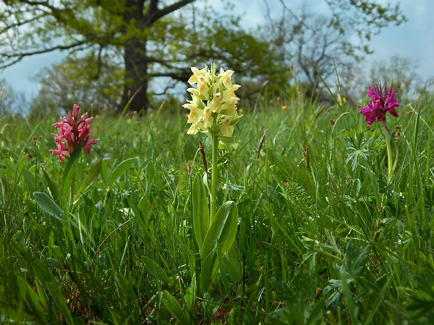 vstavačovec bazový Dactylorhiza sambucina (L.) Soó