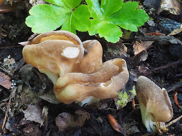 chriapač kalíškovitý Helvella acetabulum (L.) Quél.