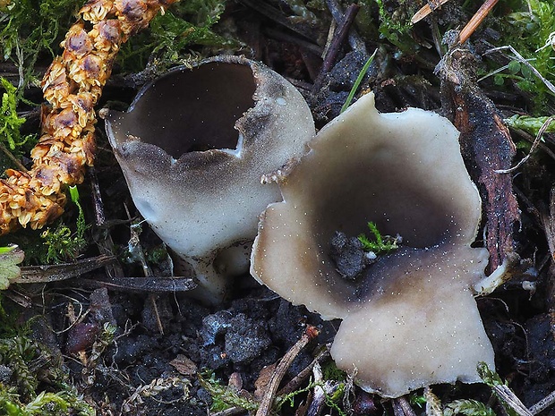 chriapač sosnový Helvella leucomelaena (Pers.) Nannf.