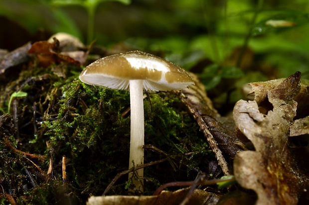 zvončekovec podhorský Hydropus subalpinus (Höhn.) Singer