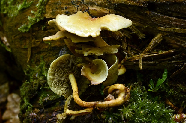 strapcovka zväzkovitá Hypholoma fasciculare (Huds.) P. Kumm.