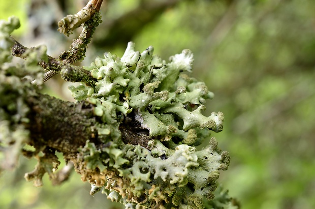 diskovka rúrkovitá Hypogymnia tubulosa (Schaer.) Hav.