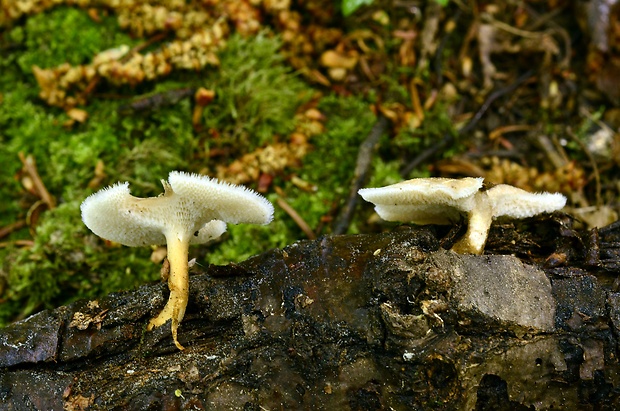 trúdnik plástovitý Lentinus arcularius (Batsch) Zmitr.