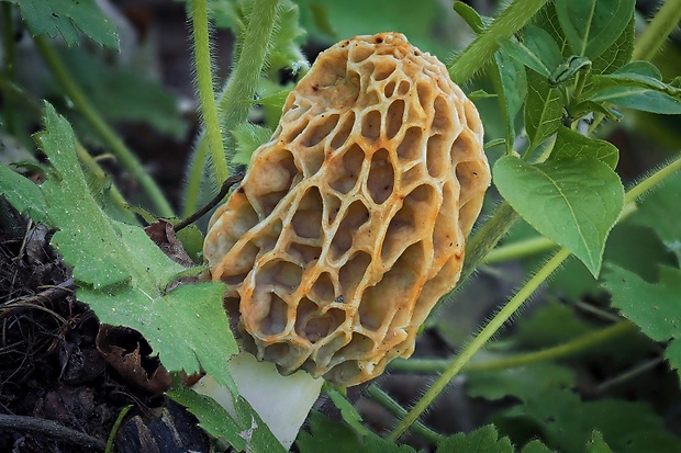 smrčok jedlý Morchella esculenta (L.) Pers.