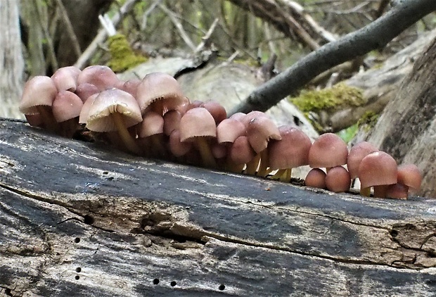 prilbička žltohlúbiková Mycena renati Quél.