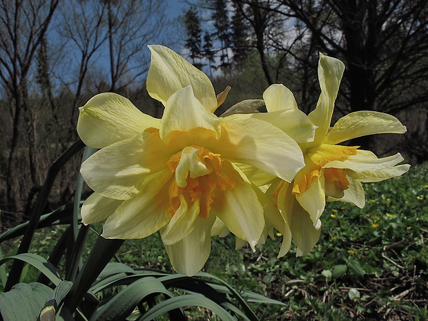 narcis Narcissus sp.