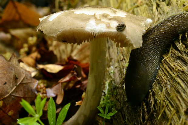 štítovka Pluteus sp.