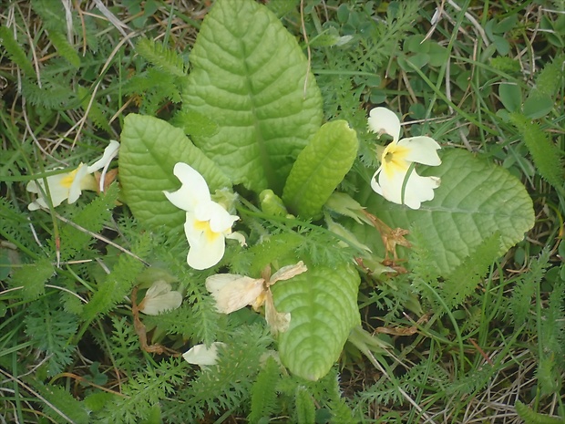 prvosienka bezbyľová Primula acaulis (L.) L.