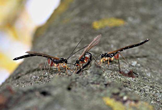 lumok  Rhyssella approximator