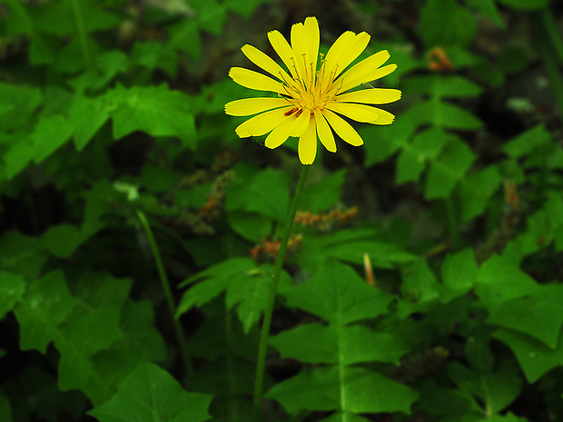 razivka smradľavá Aposeris foetida (L.) Less.