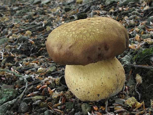 hríb sosnový Boletus pinophilus Pil. et Dermek in Pil.