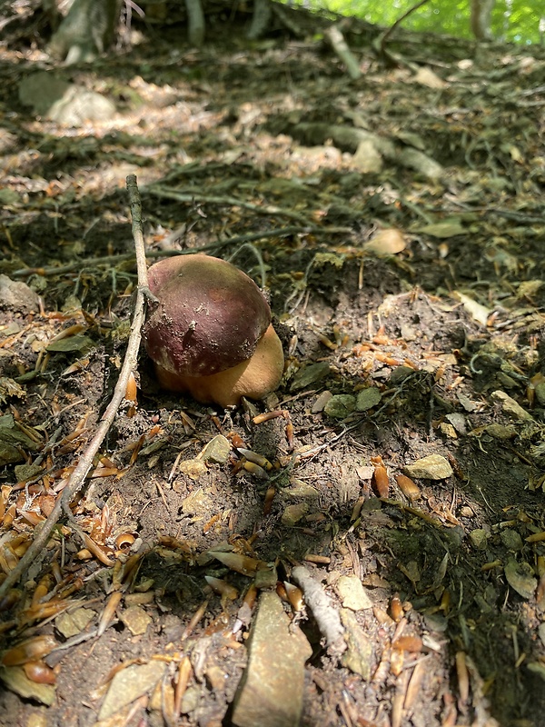 hríb sosnový Boletus pinophilus Pil. et Dermek in Pil.