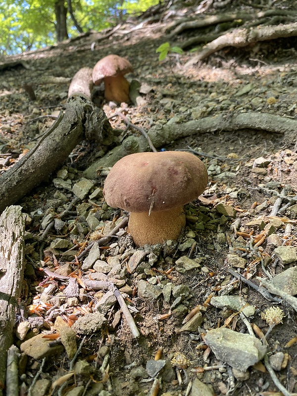 hríb sosnový Boletus pinophilus Pil. et Dermek in Pil.