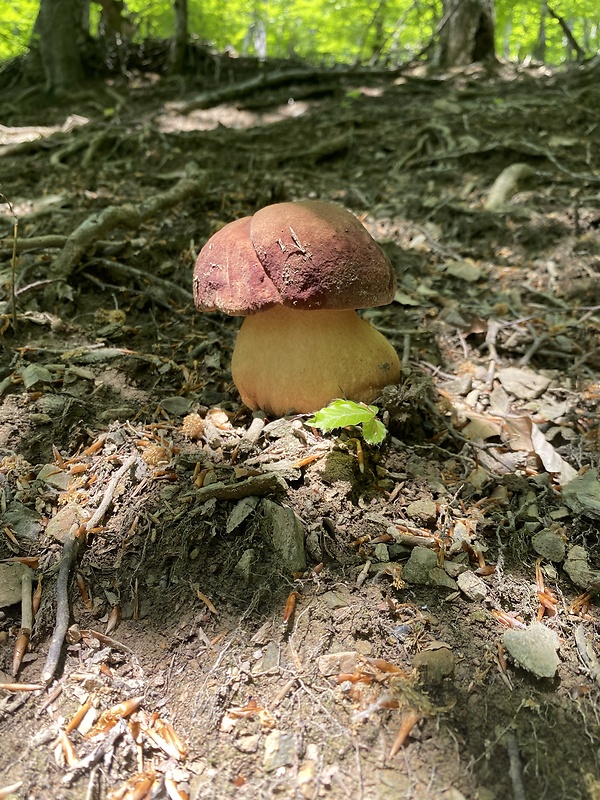 hríb sosnový Boletus pinophilus Pil. et Dermek in Pil.