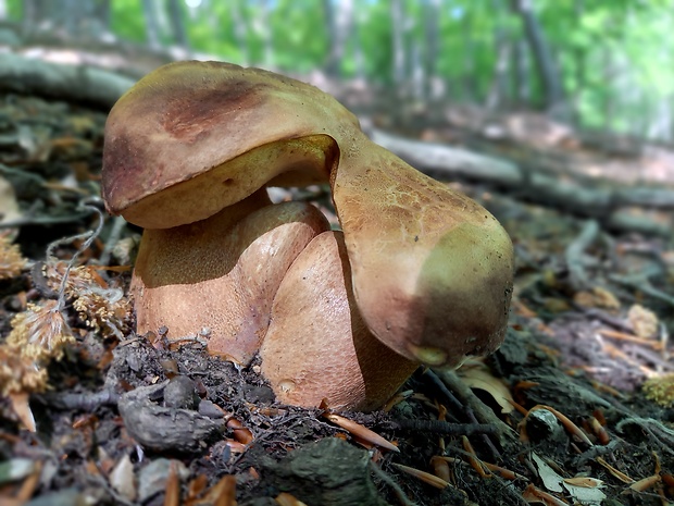 hríb sosnový Boletus pinophilus Pil. et Dermek in Pil.