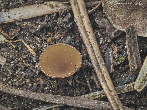 jahňadka hrdzavá Ciboria rufofusca (O. Weberb.) Sacc.