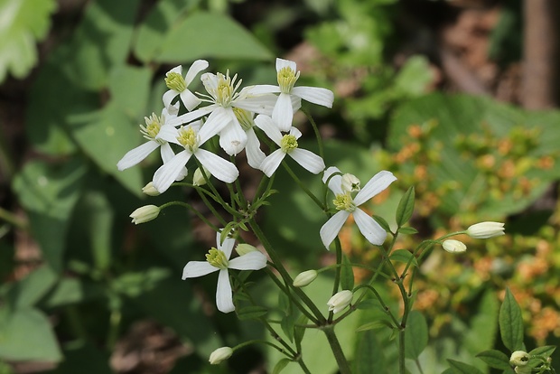 plamienok priamy Clematis recta L.