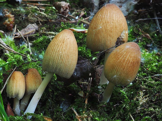 hnojník ligotavý Coprinellus micaceus (Bull.) Vilgalys, Hopple & Jacq. Johnson