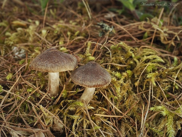 pavučinovec včasný Cortinarius vernus H. Lindstr. & Melot