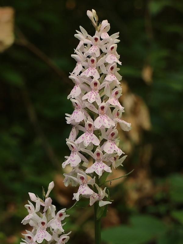 vstavačovec fuchsov pravý Dactylorhiza fuchsii subsp. fuchsii (Druce) Soó