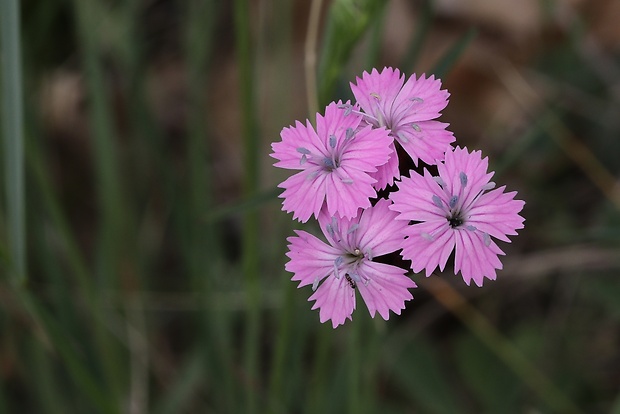 klinček pontederov Dianthus pontederae A. Kern.