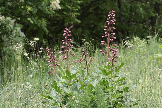 jasenec biely Dictamnus albus L.