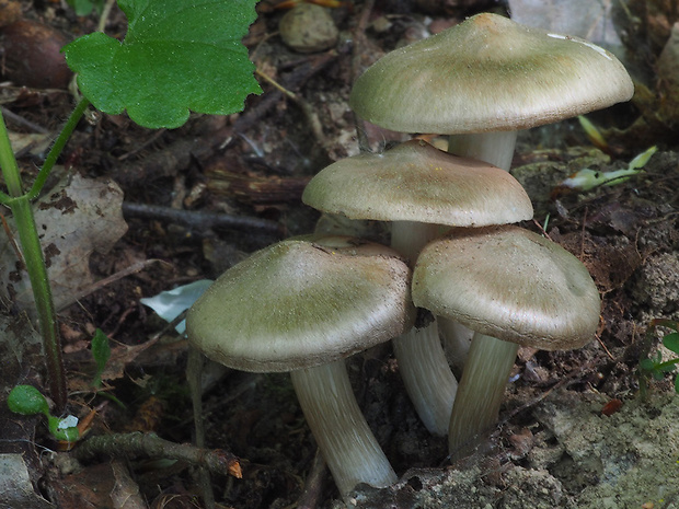 hodvábnica jarná Entoloma clypeatum (L.) P. Kumm.