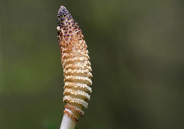 praslička najväčšia Equisetum telmateia Ehrh.