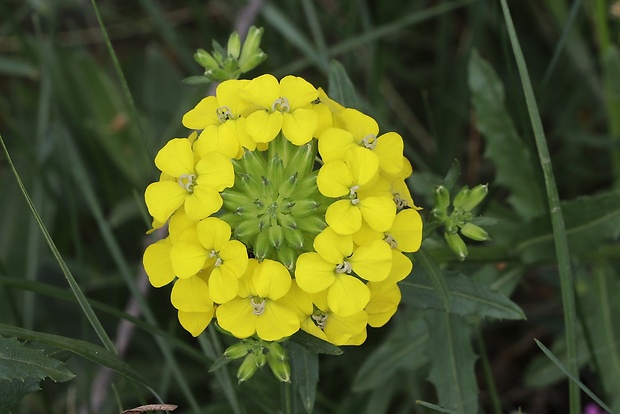 horčičník voňavý Erysimum odoratum P. Gaertn., B. Mey. et Scherb.