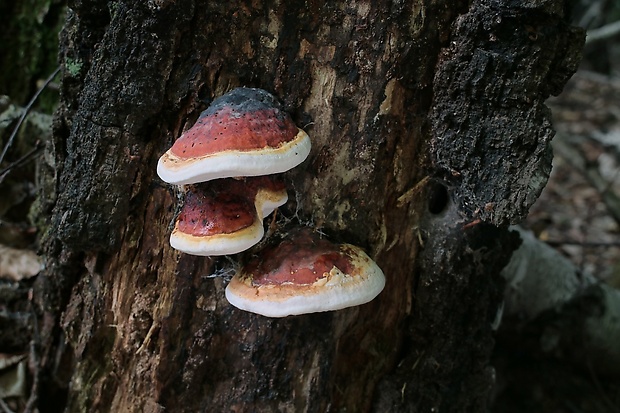 práchnovček pásikavý Fomitopsis pinicola (Sw.) P. Karst.