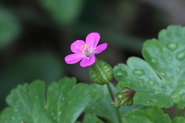 pakost lesklý Geranium lucidum L.