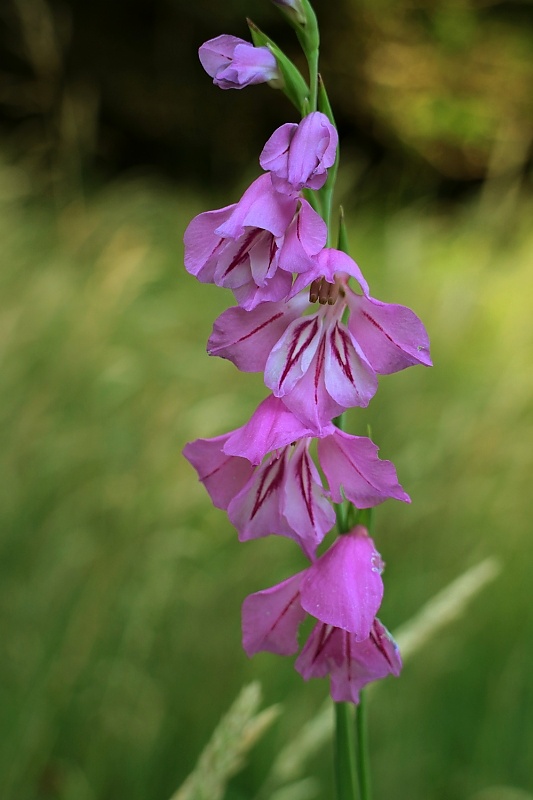 mečík škridlicovitý Gladiolus imbricatus L.