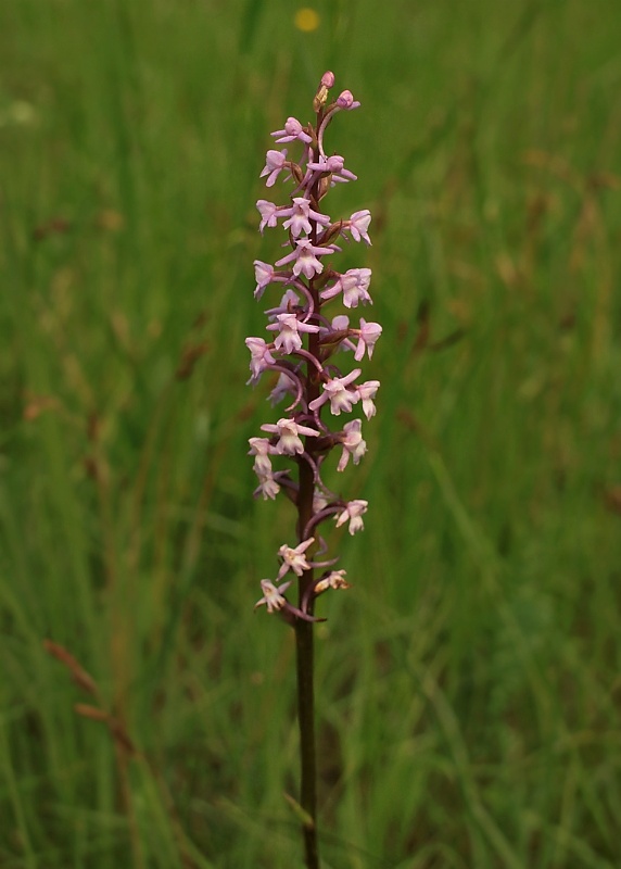 päťprstnica obyčajná Gymnadenia conopsea (L.) R. Br.