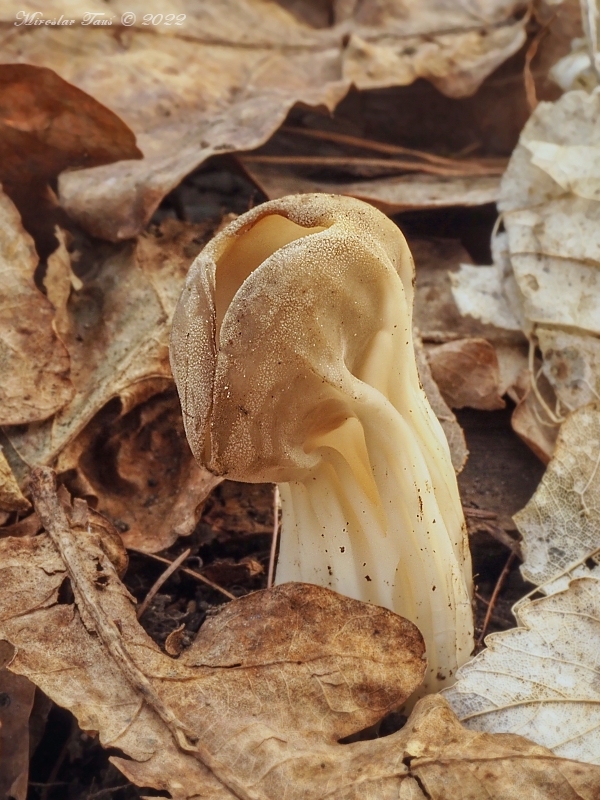 chriapač kalíškovitý Helvella acetabulum (L.) Quél.