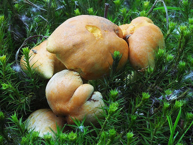 strapcovka zväzkovitá Hypholoma fasciculare (Huds.) P. Kumm.