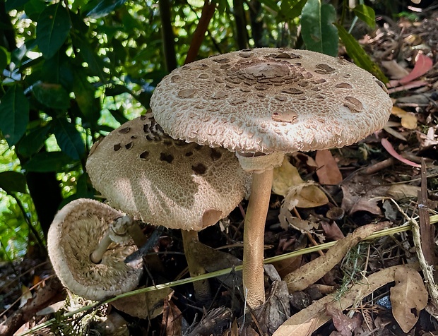 bedľa vysoká Macrolepiota procera (Scop.) Singer