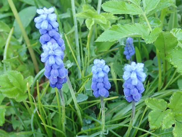 modrica strapcovitá Muscari atlanticum Boiss. et Reut.