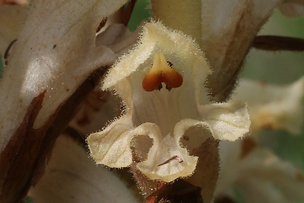 záraza žltá Orobanche lutea Baumg.