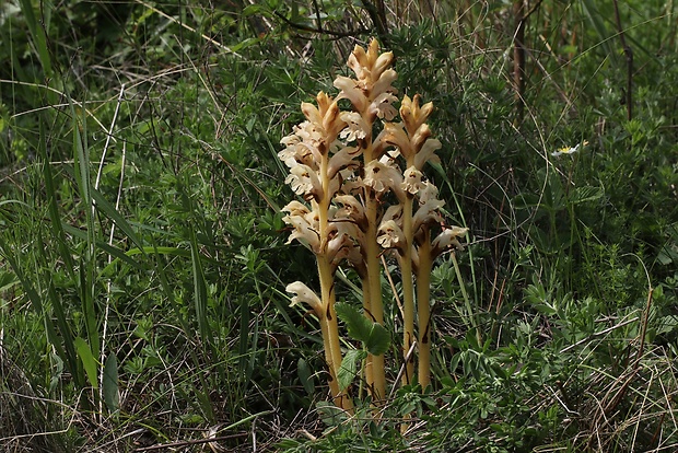 záraza žltá Orobanche lutea Baumg.